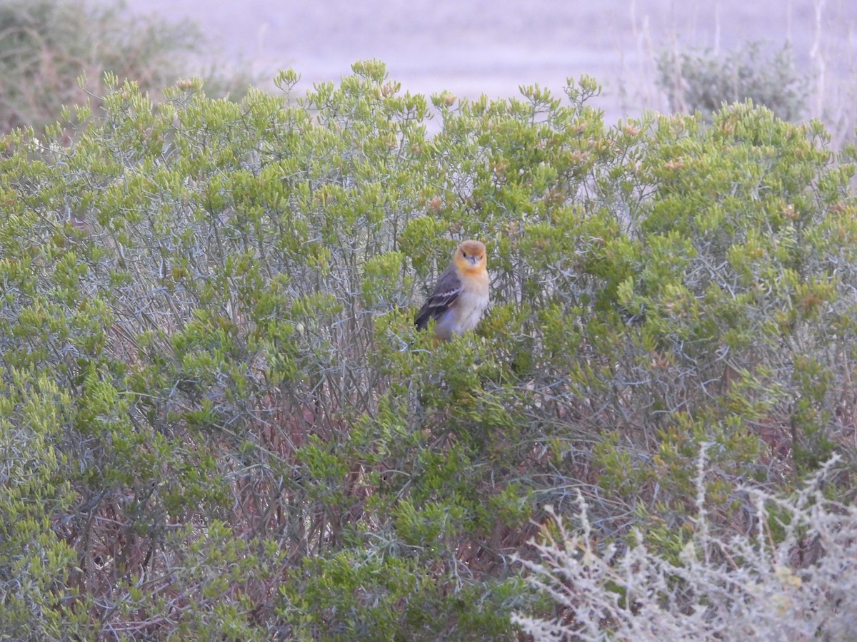 Bullock's Oriole - ML642256267