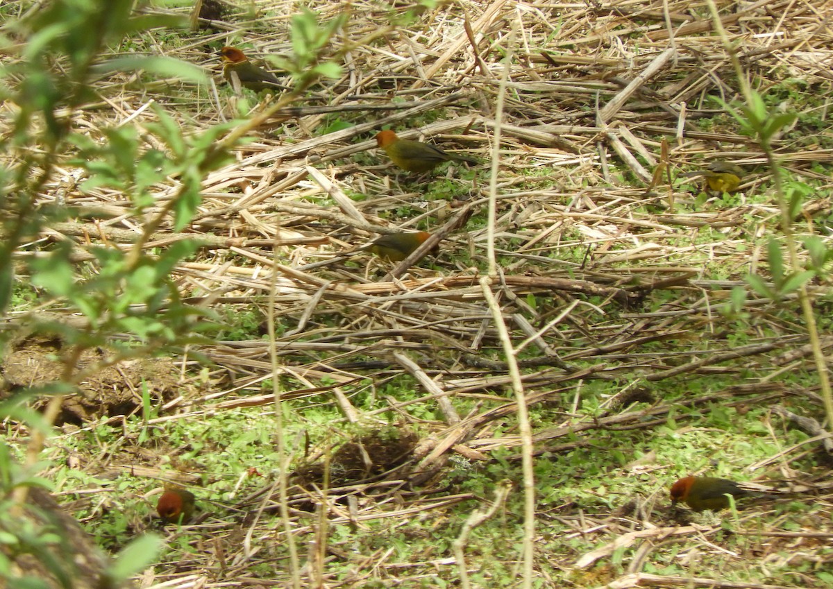 Fulvous-headed Brushfinch - ML642256287
