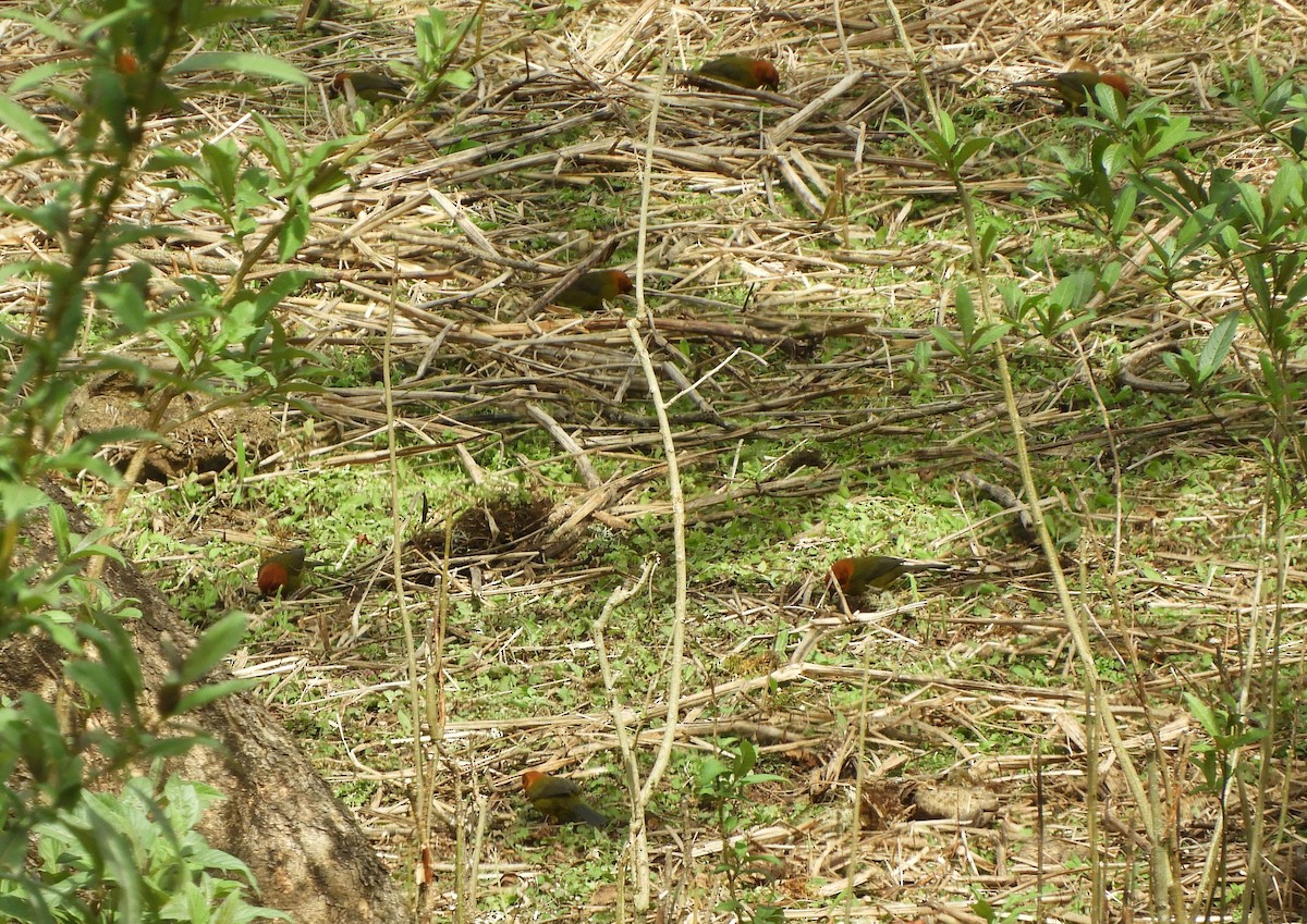 Fulvous-headed Brushfinch - ML642256288