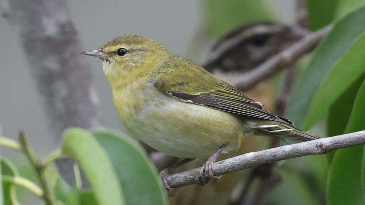 Tennessee Warbler - ML642256291