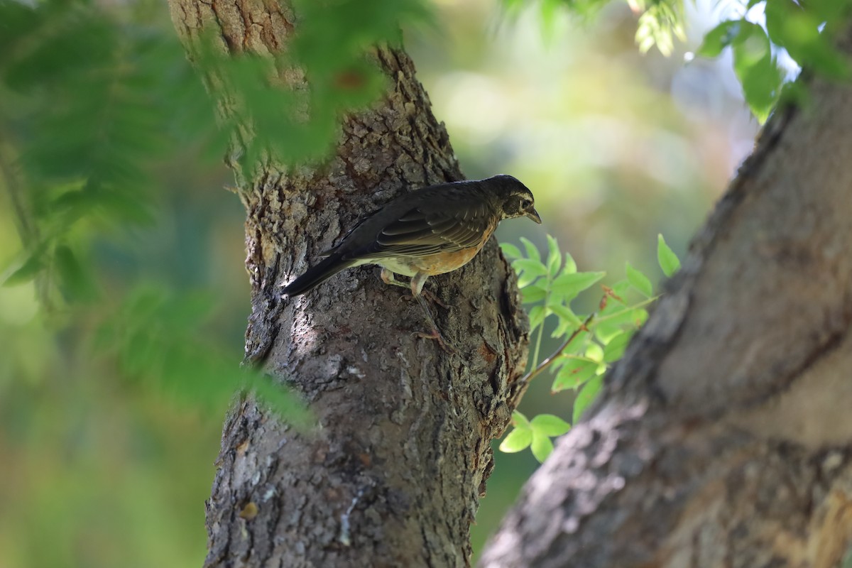 American Robin - ML642256299