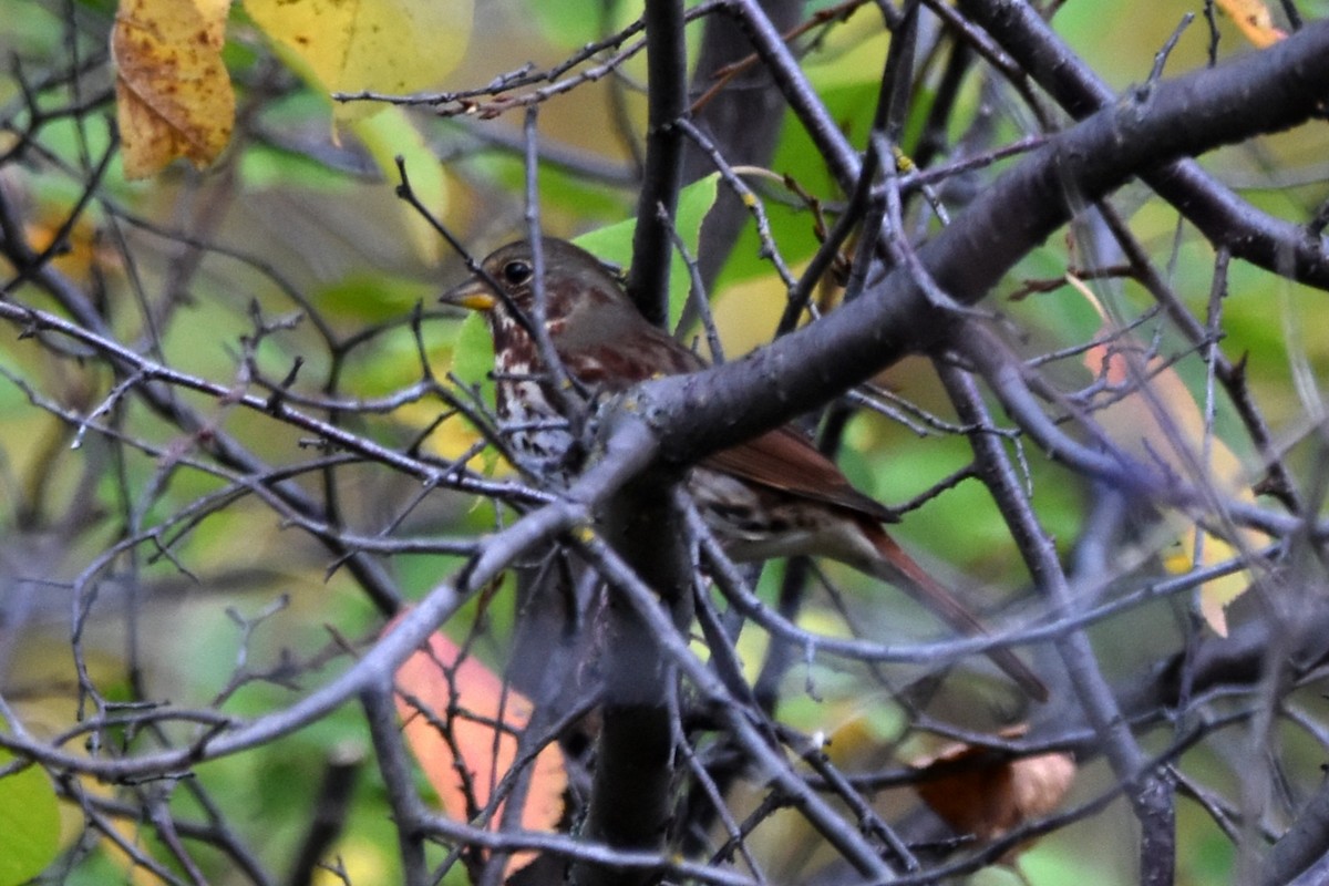 Fox Sparrow (Red) - ML642256323