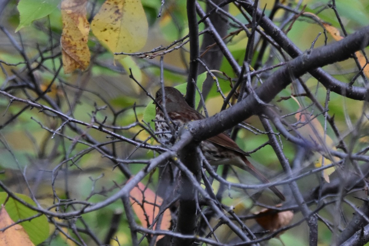 Fox Sparrow (Red) - ML642256326