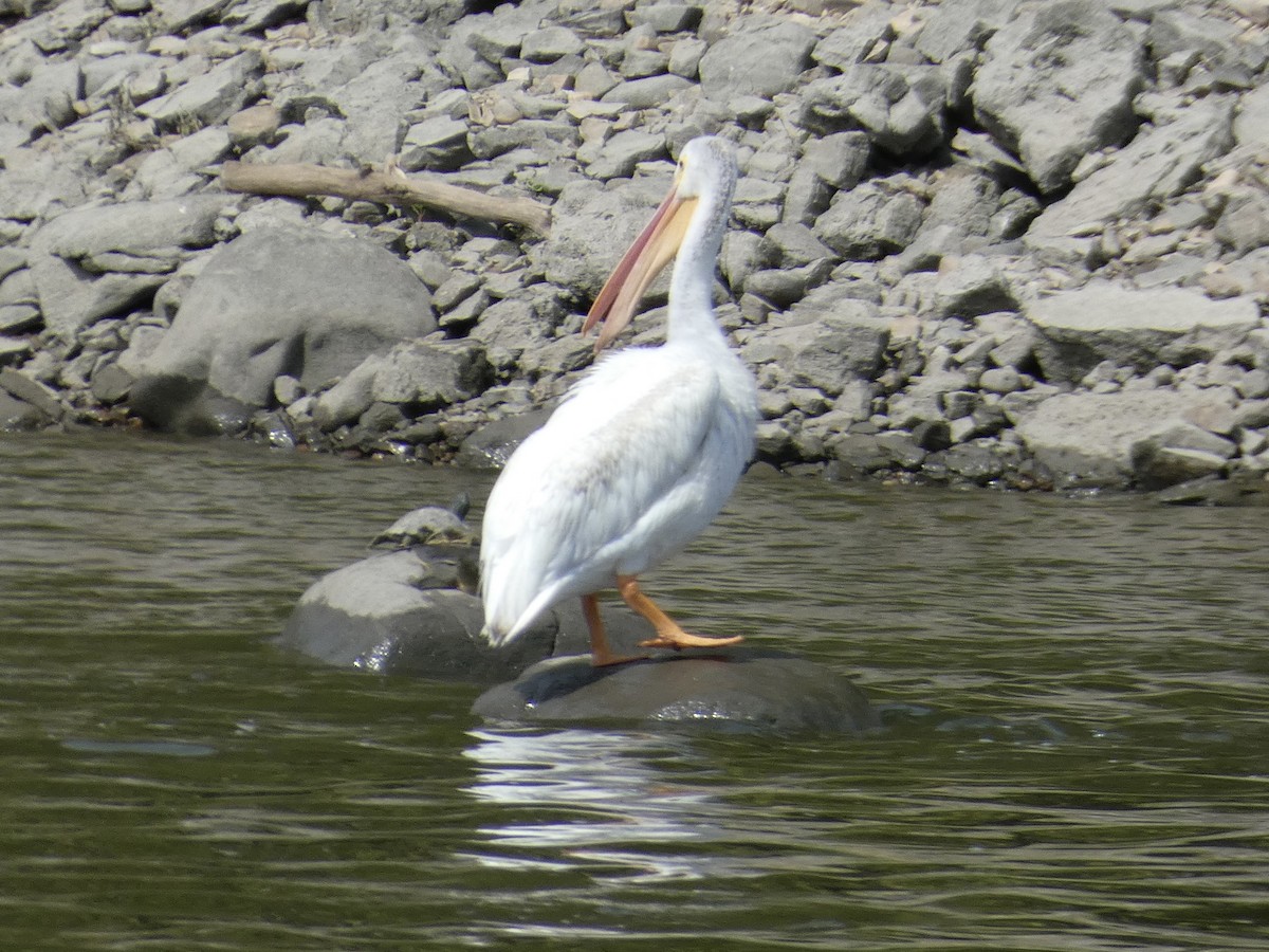 American White Pelican - ML642256330