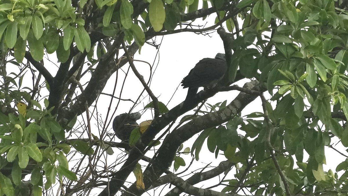 Nilgiri Wood-Pigeon - ML642256331