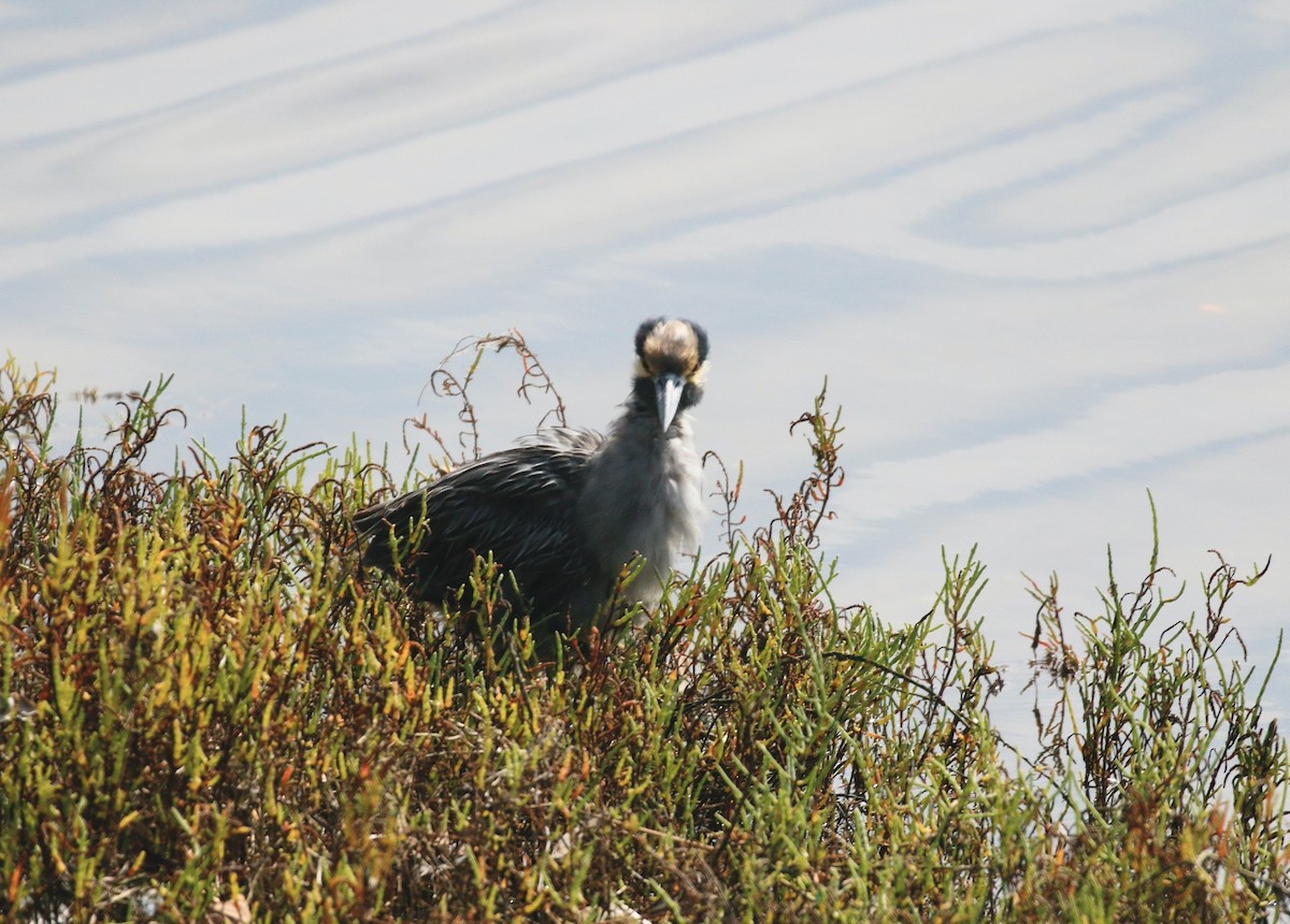 Yellow-crowned Night Heron - ML642256341