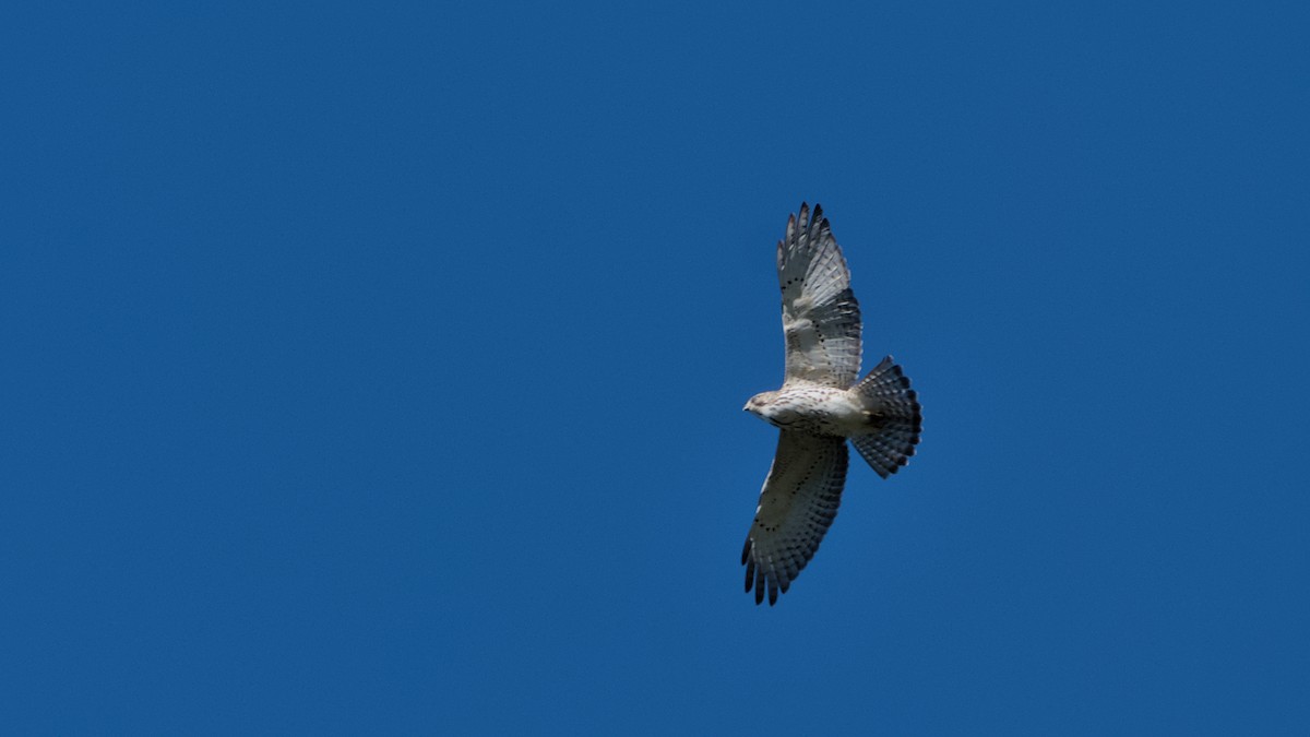 Broad-winged Hawk - ML642256366