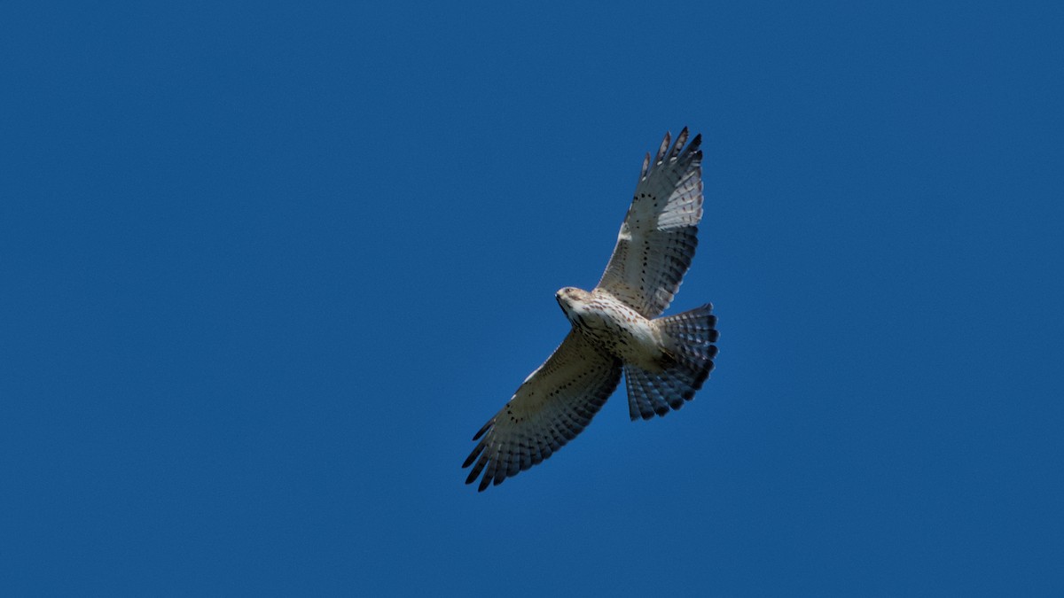 Broad-winged Hawk - ML642256367