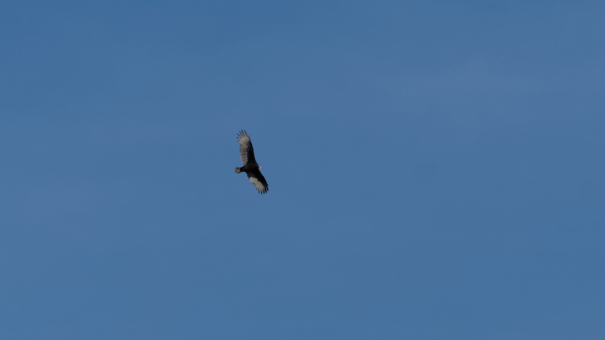Turkey Vulture - ML642256373