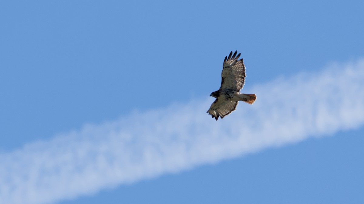 Red-tailed Hawk - ML642256379