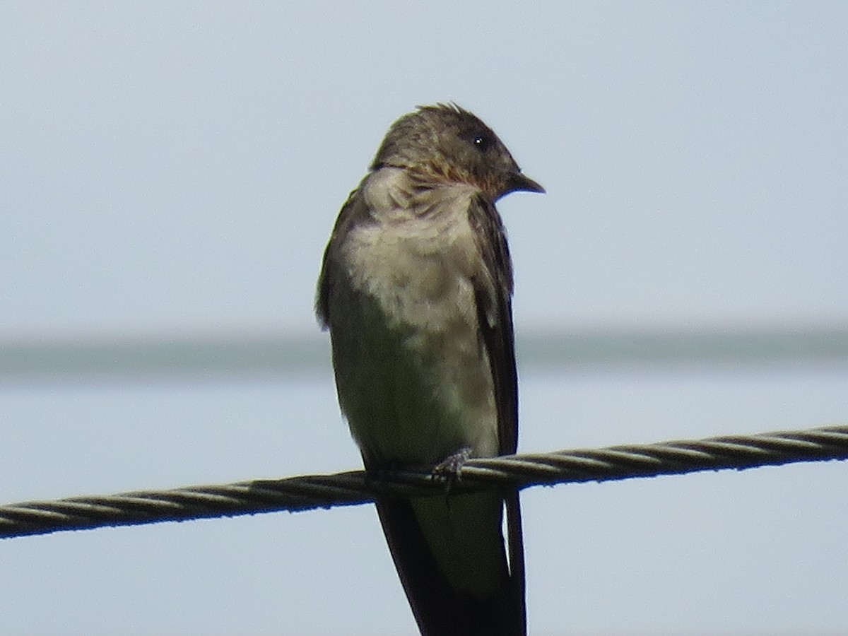 Southern Rough-winged Swallow - ML642256404