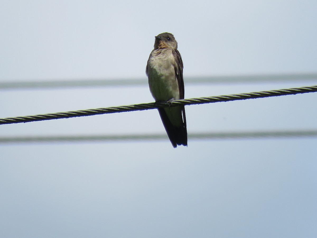 Southern Rough-winged Swallow - ML642256405