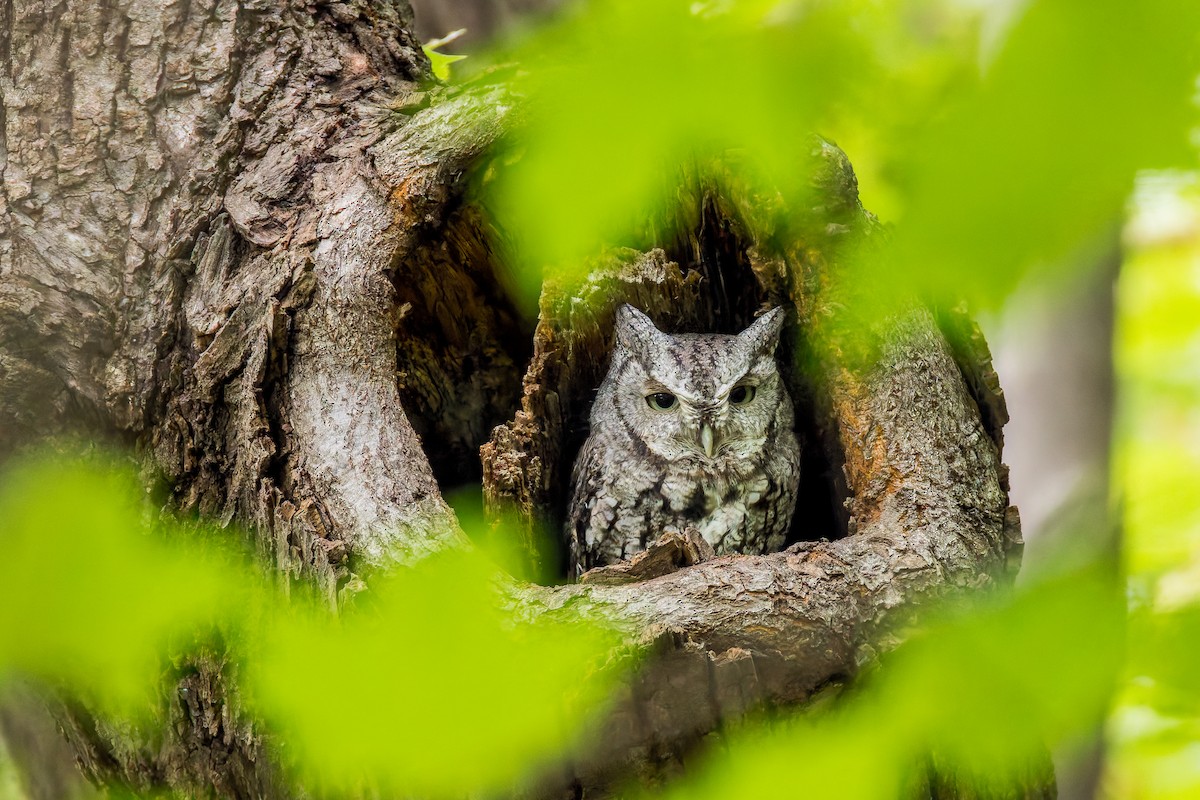 Eastern Screech-Owl - ML642256425