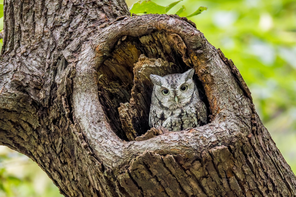 Eastern Screech-Owl - ML642256426