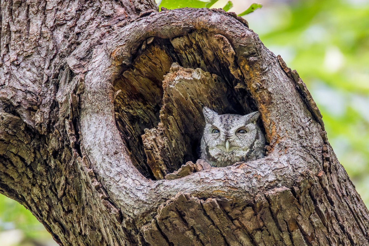 Eastern Screech-Owl - ML642256427
