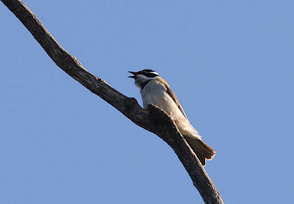 Black-chinned Honeyeater - ML642256431