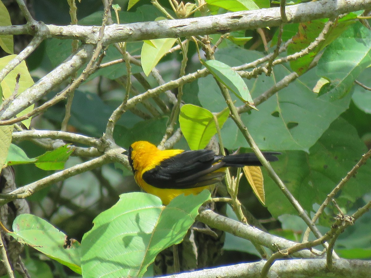 Turpial Dorsidorado - ML642256438