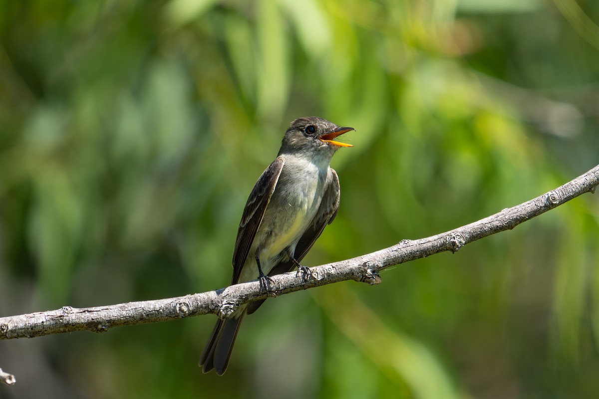 Eastern Wood-Pewee - ML642256442