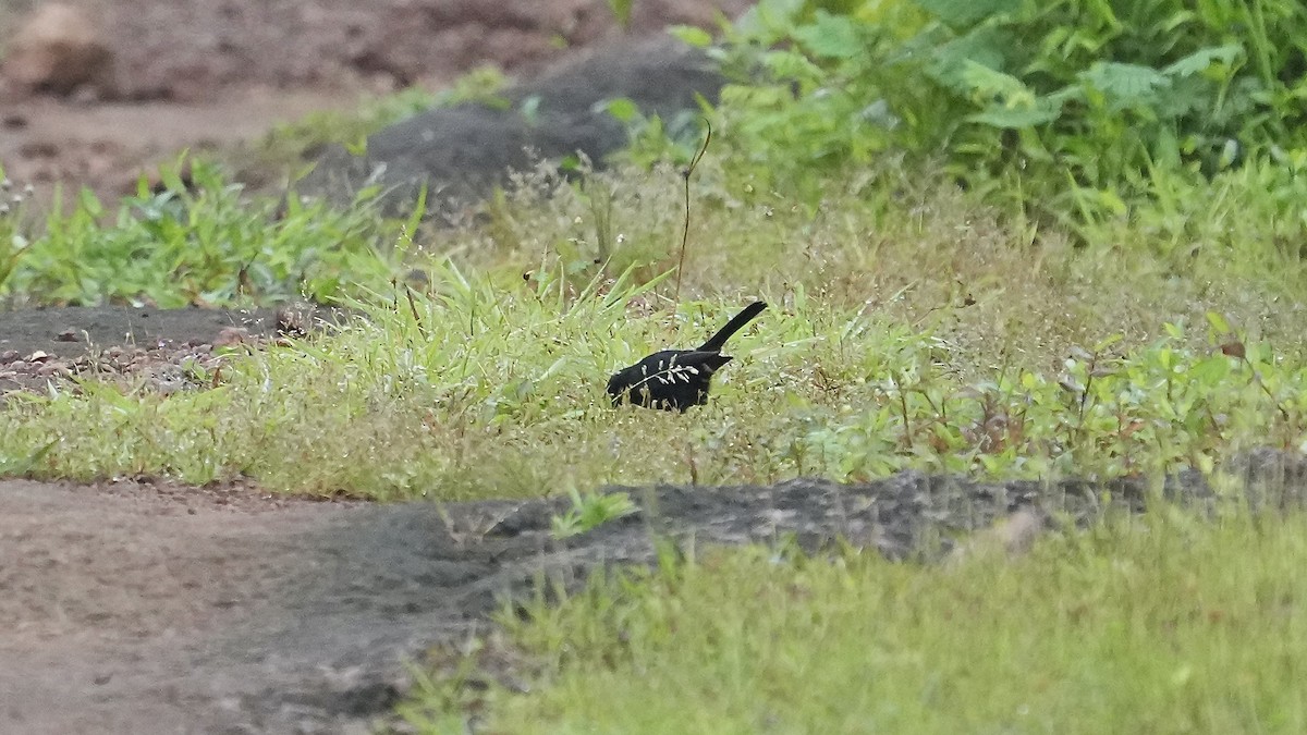 Indian Robin - ML642256464