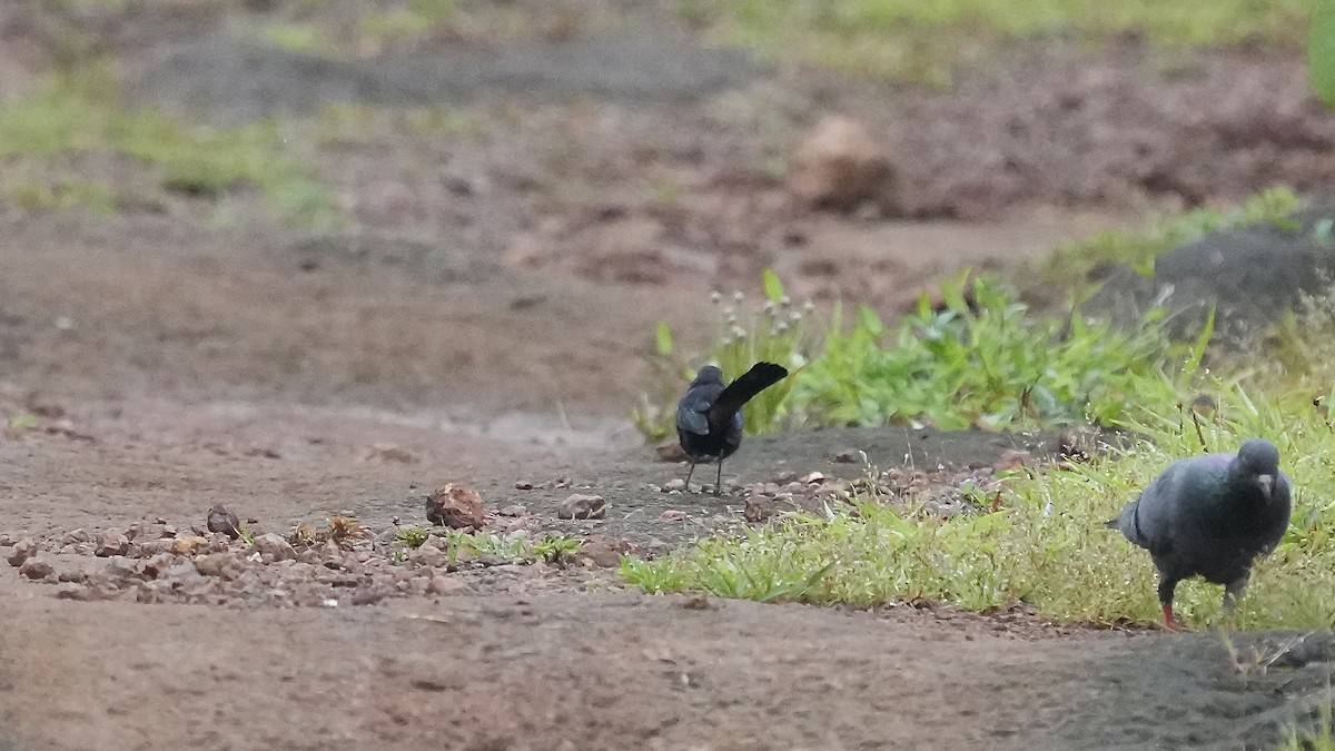 Indian Robin - ML642256484