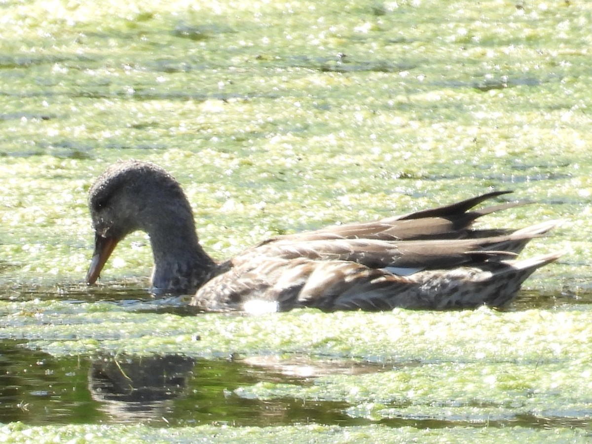 Gadwall - ML642256557