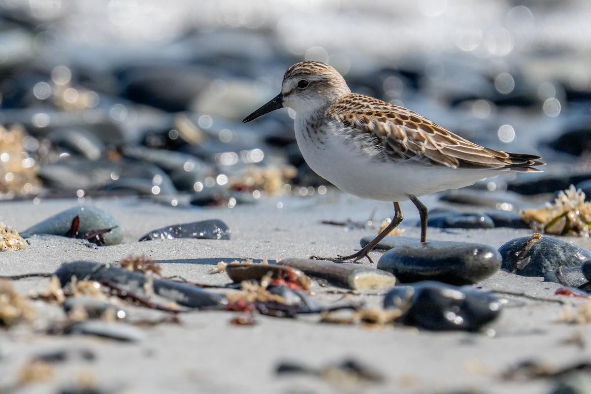 Semipalmated Sandpiper - ML642256559