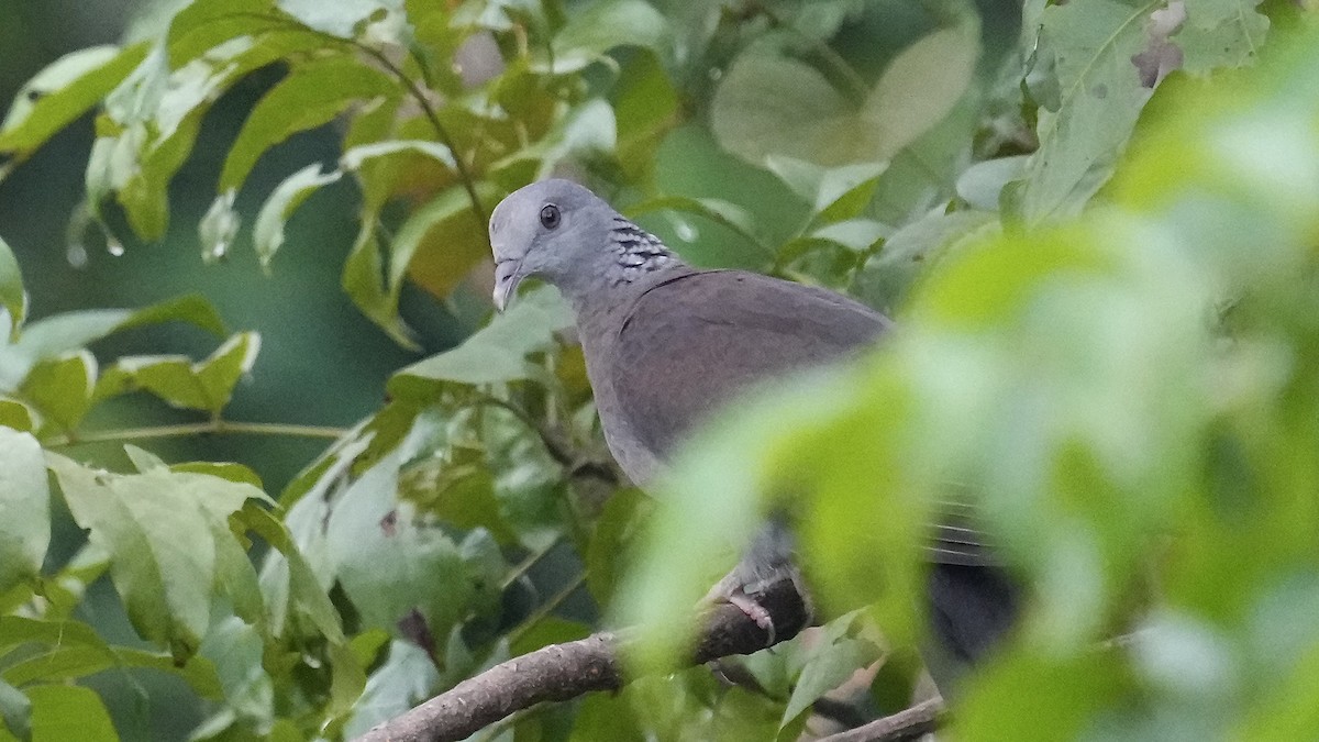 Nilgiri Wood-Pigeon - ML642256577