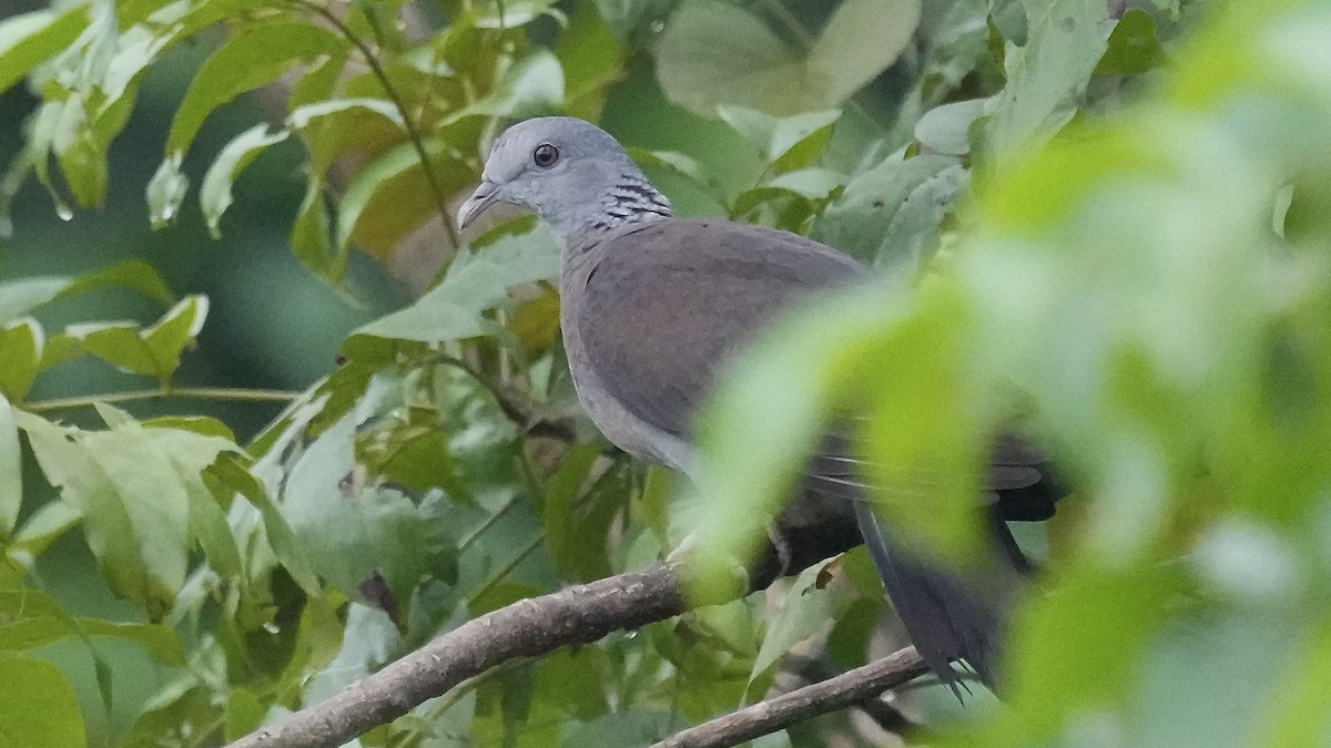 Nilgiri Wood-Pigeon - ML642256580