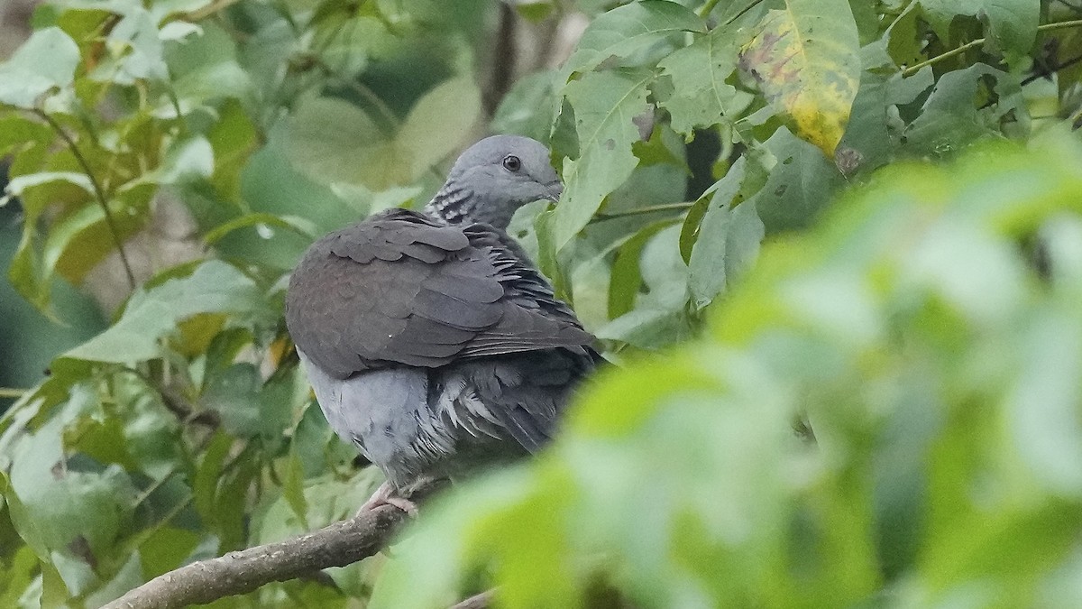 Nilgiri Wood-Pigeon - ML642256584