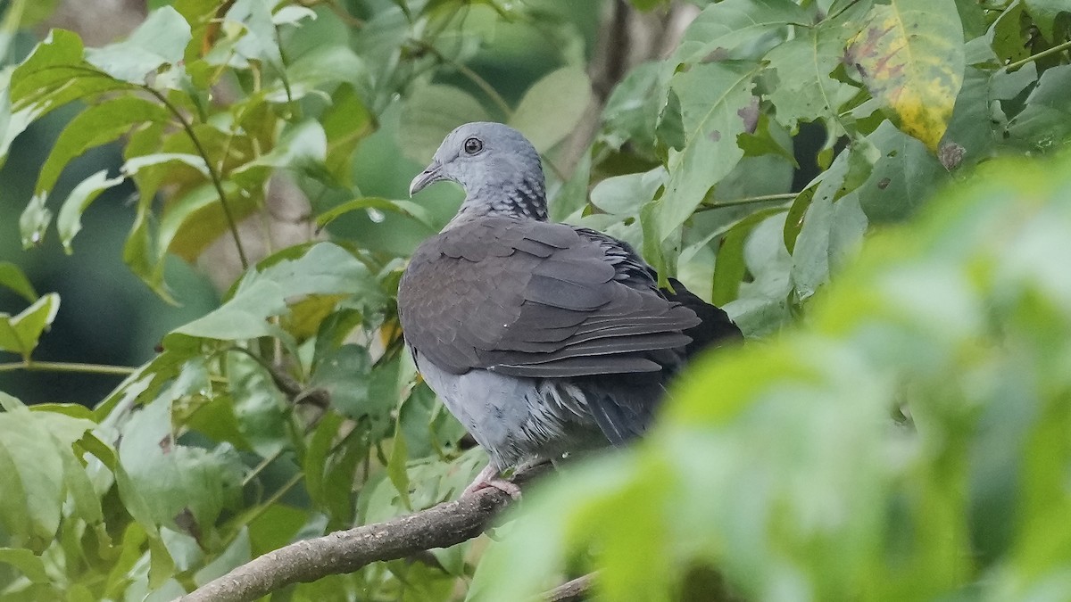 Nilgiri Wood-Pigeon - ML642256585