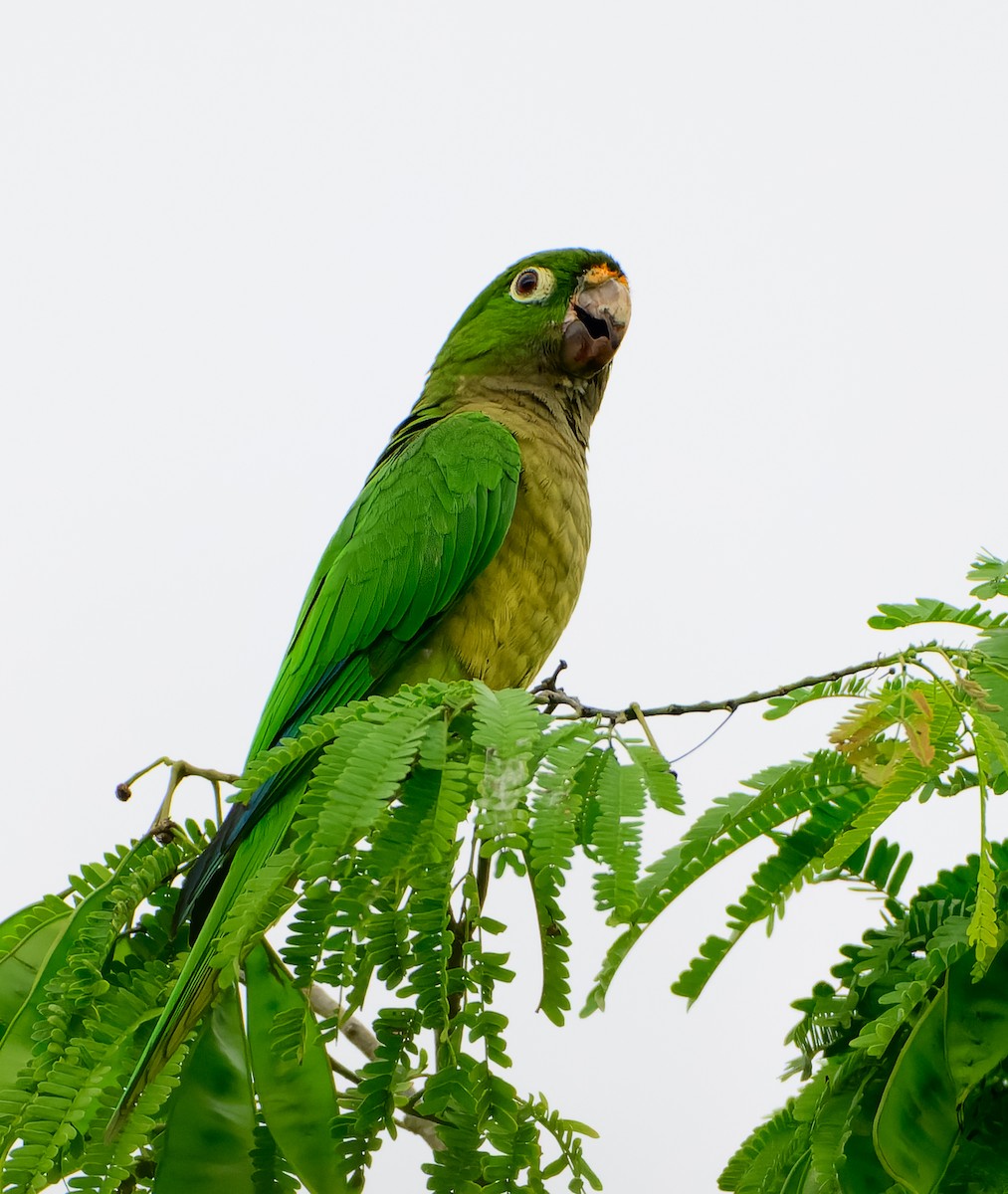 ジャマイカインコ - ML642256586