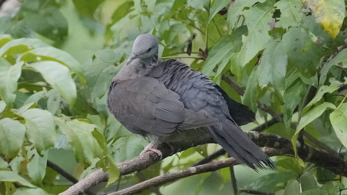 Nilgiri Wood-Pigeon - ML642256589
