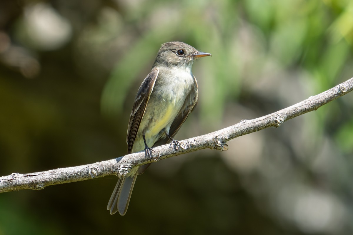 Eastern Wood-Pewee - ML642256591