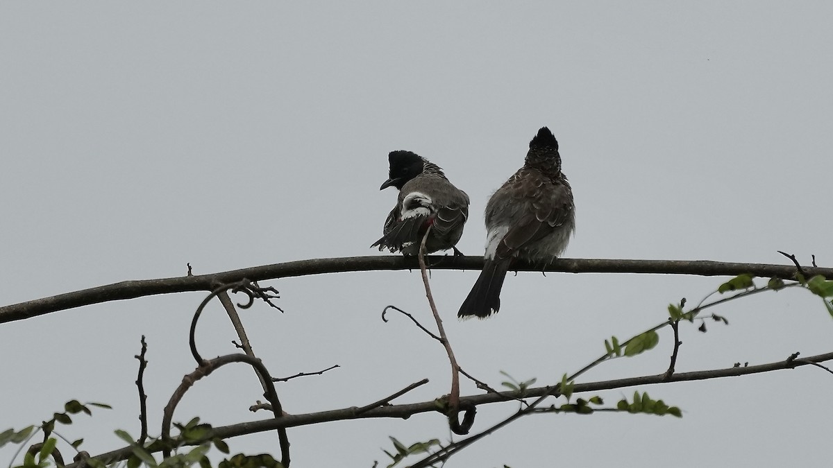 Red-vented Bulbul - ML642256609