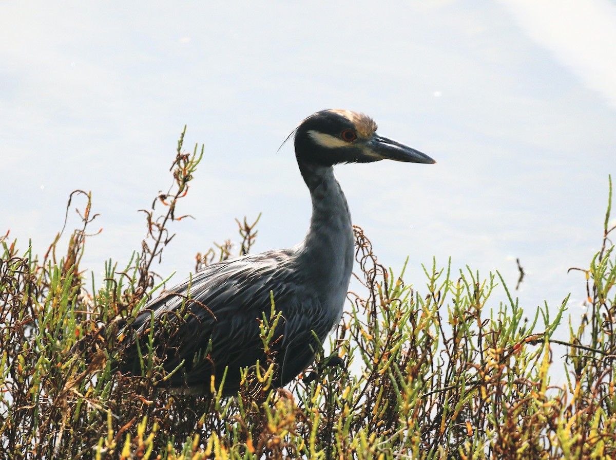 Yellow-crowned Night Heron - ML642256631