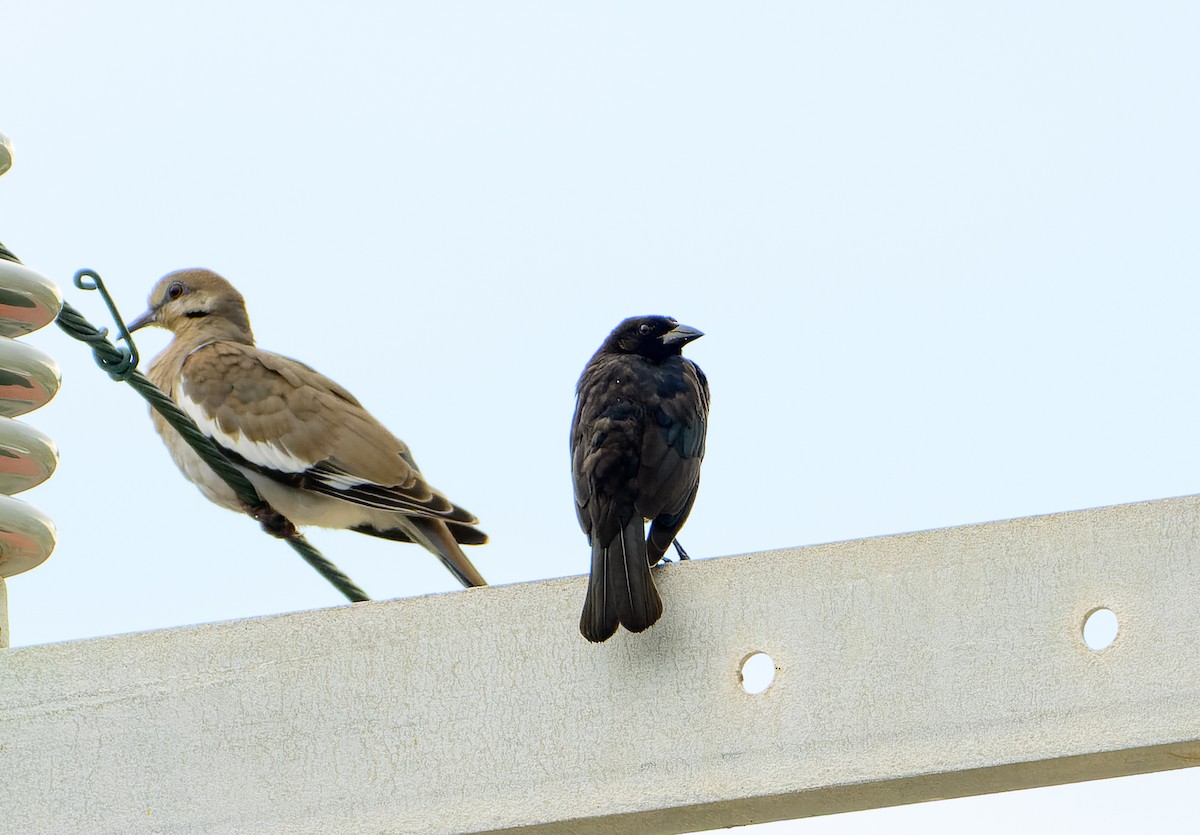 Bronzed Cowbird - ML642256633