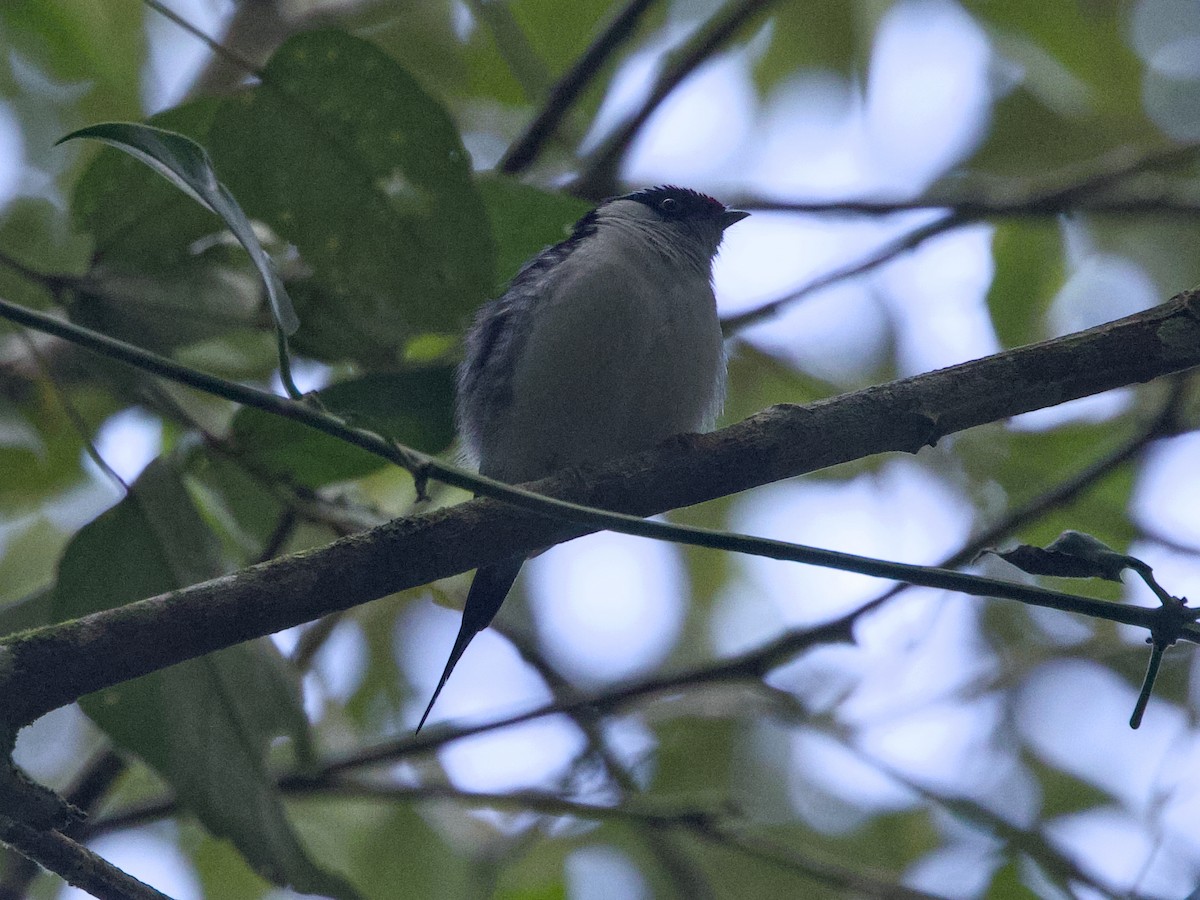 Pin-tailed Manakin - ML642256637