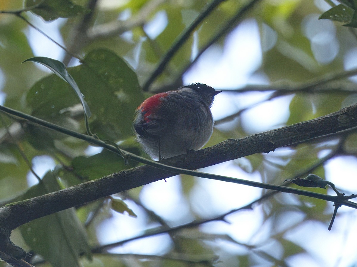 Pin-tailed Manakin - ML642256638