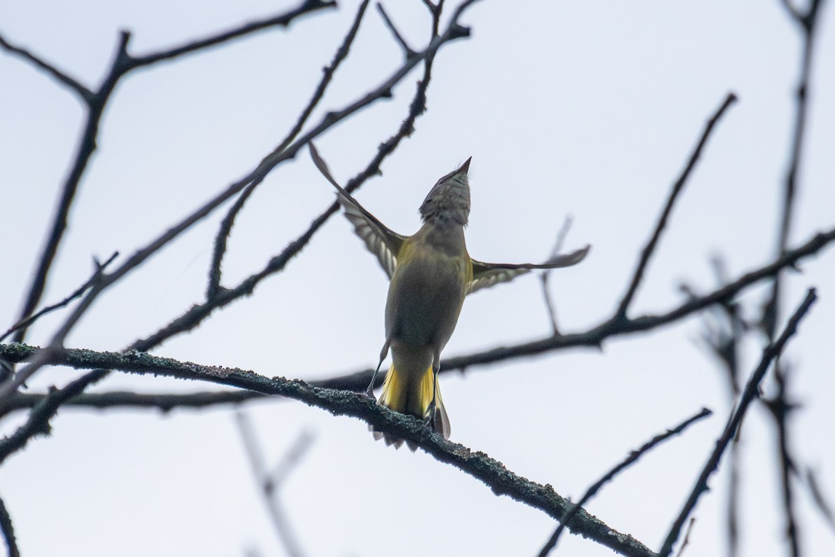 ハゴロモムシクイ - ML642256650