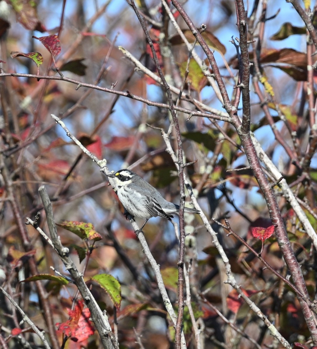 Black-throated Gray Warbler - ML642256664