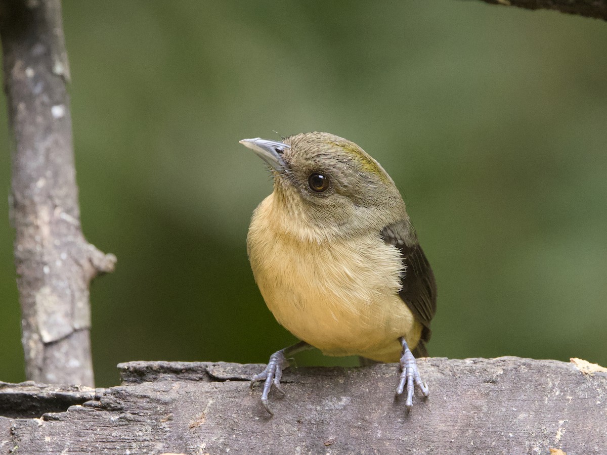 Black-goggled Tanager - ML642256668