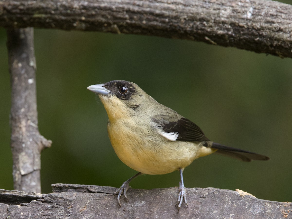Black-goggled Tanager - ML642256669