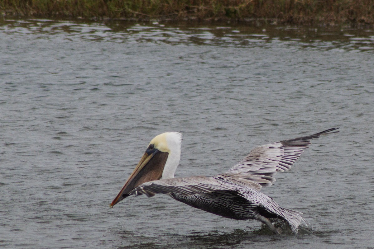 Brown Pelican - ML642256691