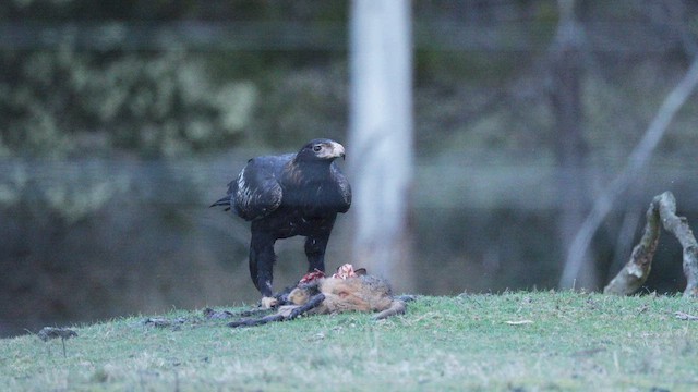 Wedge-tailed Eagle - ML642256711