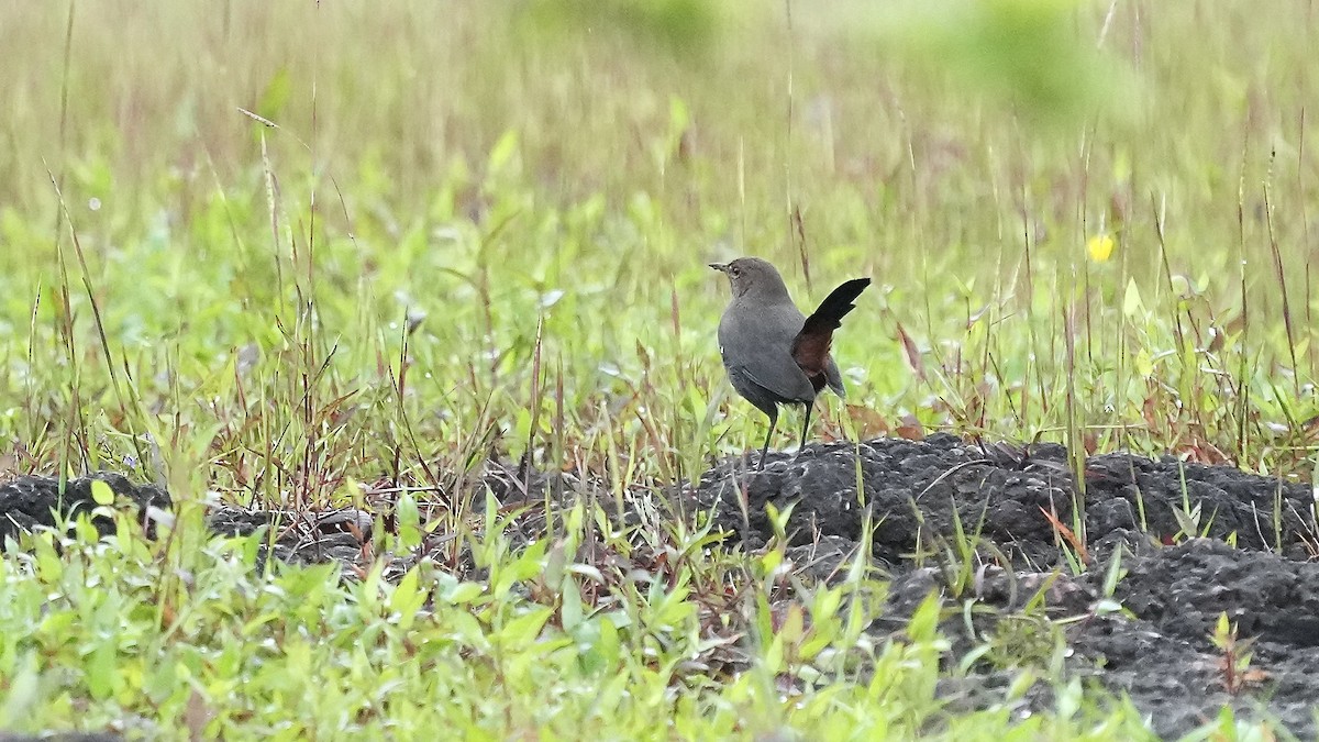 Indian Robin - ML642256774