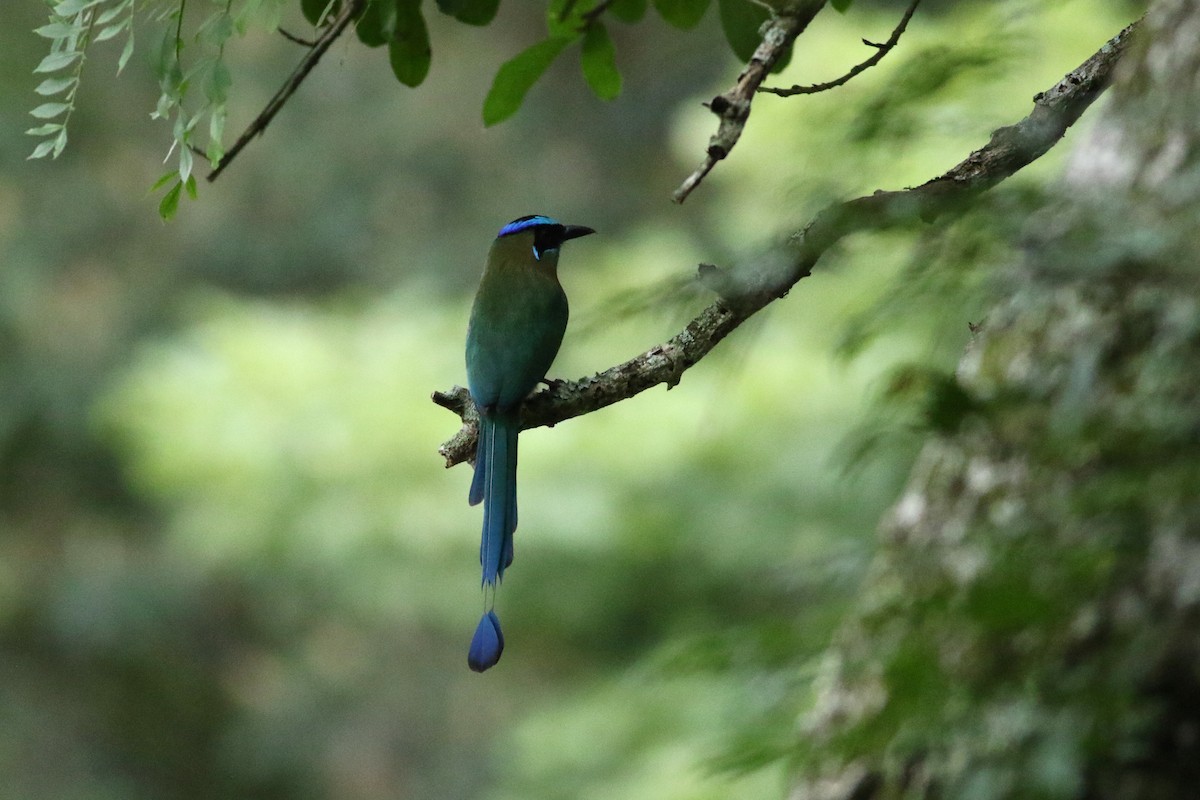 Motmot de Lesson - ML642256793