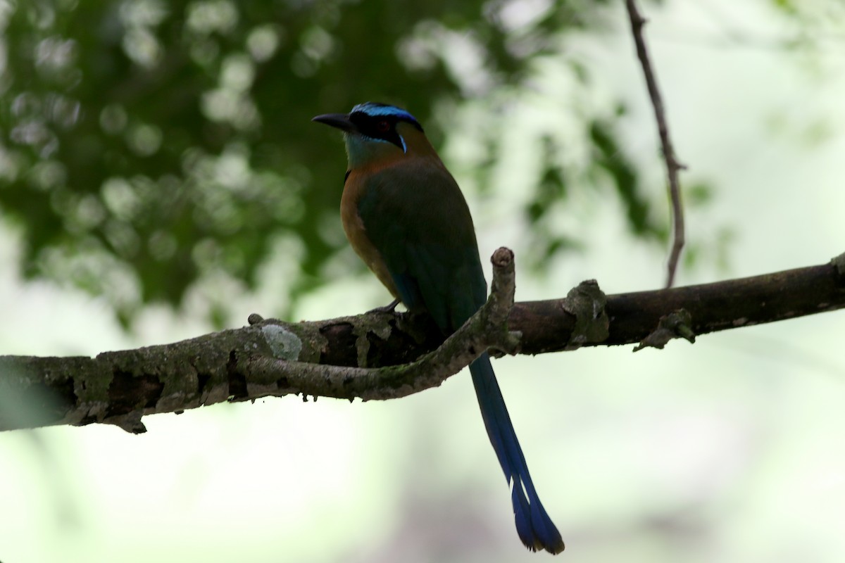 Motmot de Lesson - ML642256794