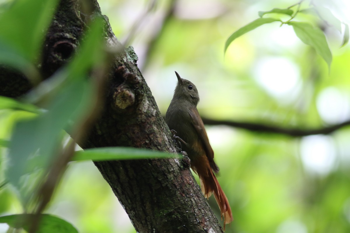 Olivaceous Woodcreeper - ML642256812