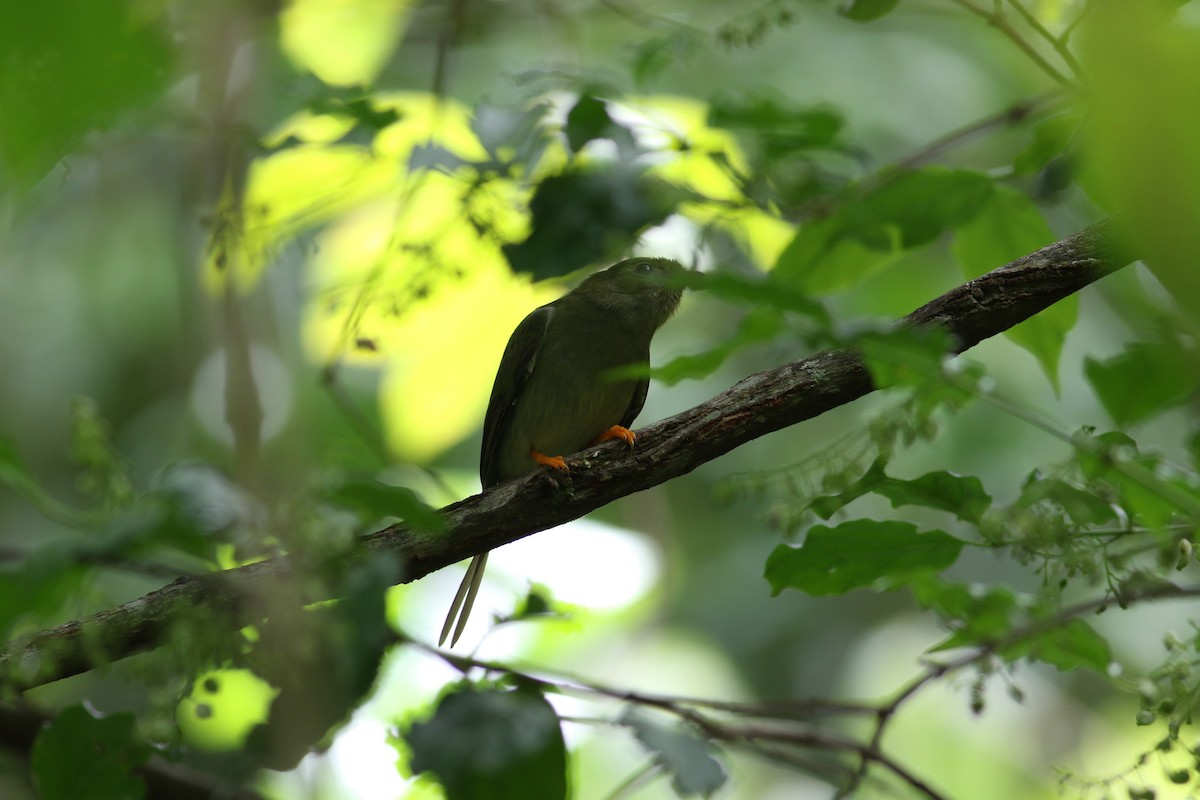 Long-tailed Manakin - ML642256826