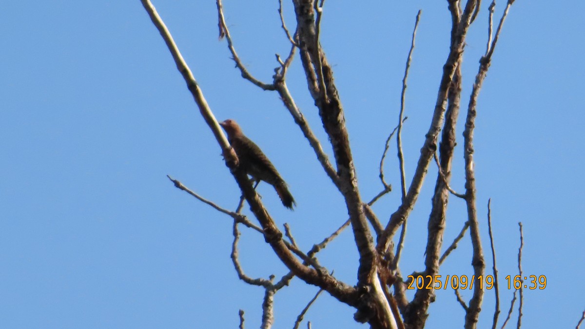 Northern Flicker (Red-shafted) - ML642256832